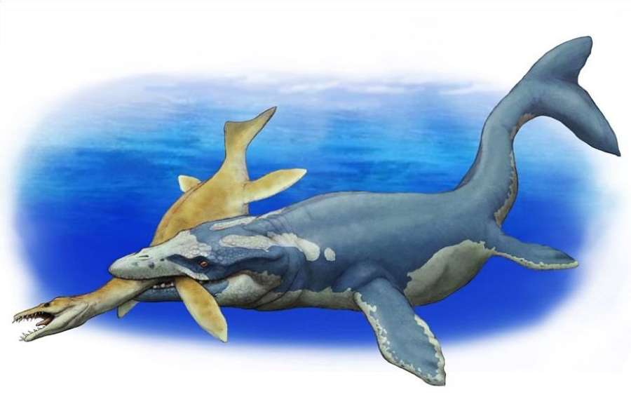 モササウルス類プログナソドンの復元画（©川崎悟司　監修・小西卓哉）