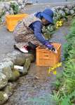 水路でポンカン用のコンテナを洗う住民＝１１月２８日、屋久島町永田