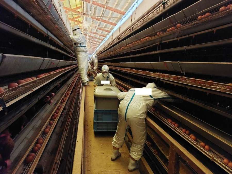 鳥インフルエンザ発生農場で殺処分にあたる県職員ら＝２０２３年１２月（鹿児島県提供）