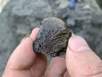 ノジュールを割ると、見えた脊椎動物の骨の一部＝２０２０年１１月、鹿児島県長島町獅子島