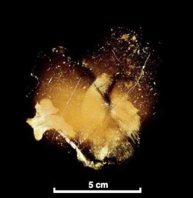 謎の骨化石のＣＴスキャンで、脊椎骨などの重要な部位の化石を確認（中島保寿東京都市大学准教授提供）