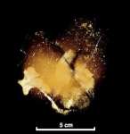 謎の骨化石のＣＴスキャンで、脊椎骨などの重要な部位の化石を確認（中島保寿東京都市大学准教授提供）