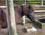 老衰で死んだトカラウマのカケル（平川動物公園提供）