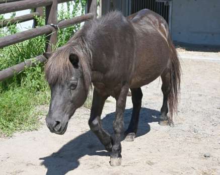 〈関連〉平川動物公園では残る１頭のトカラウマとなった雄のコタロウ＝２０２１年９月撮影