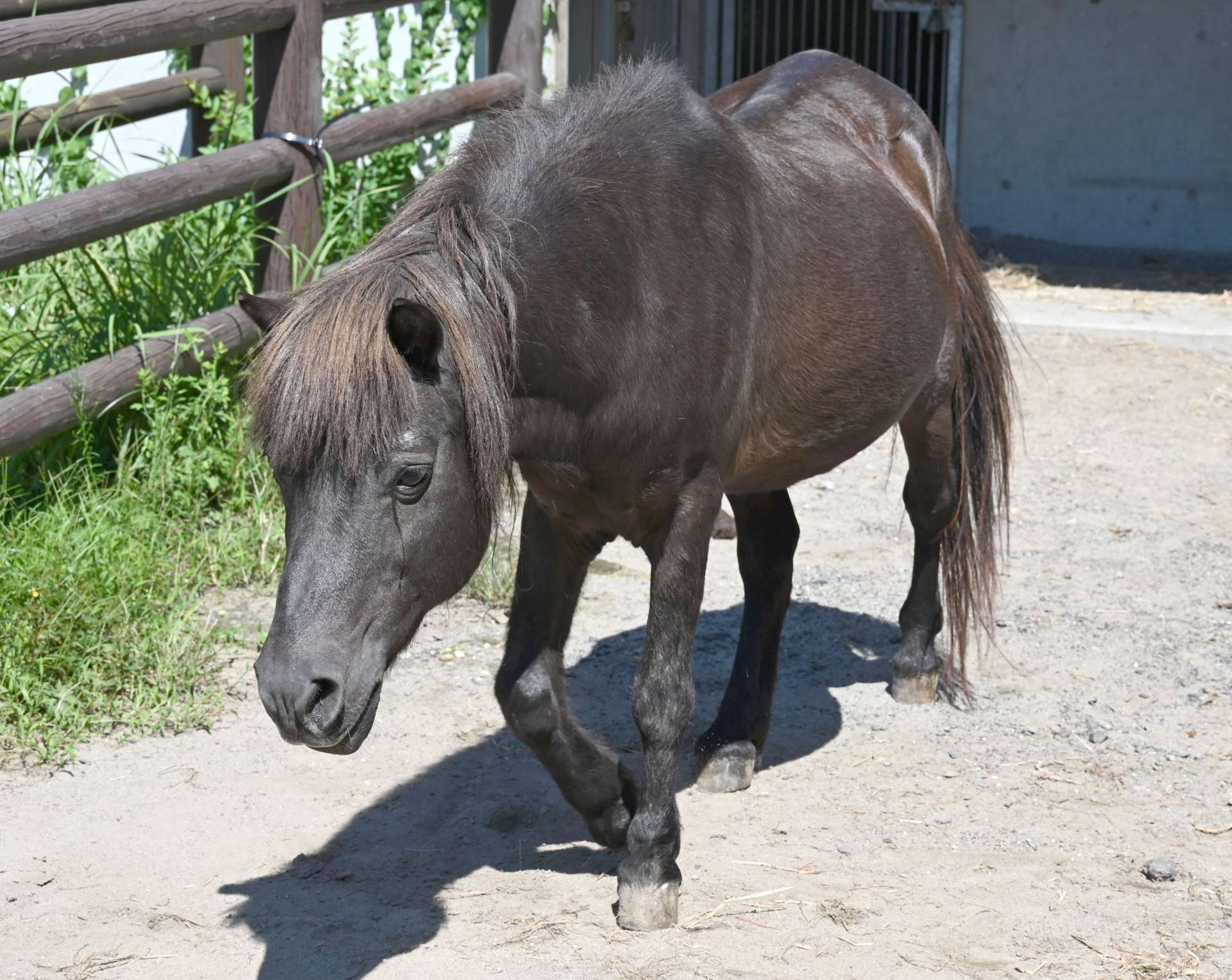〈関連〉平川動物公園では残る１頭のトカラウマとなった雄のコタロウ＝２０２１年９月撮影
