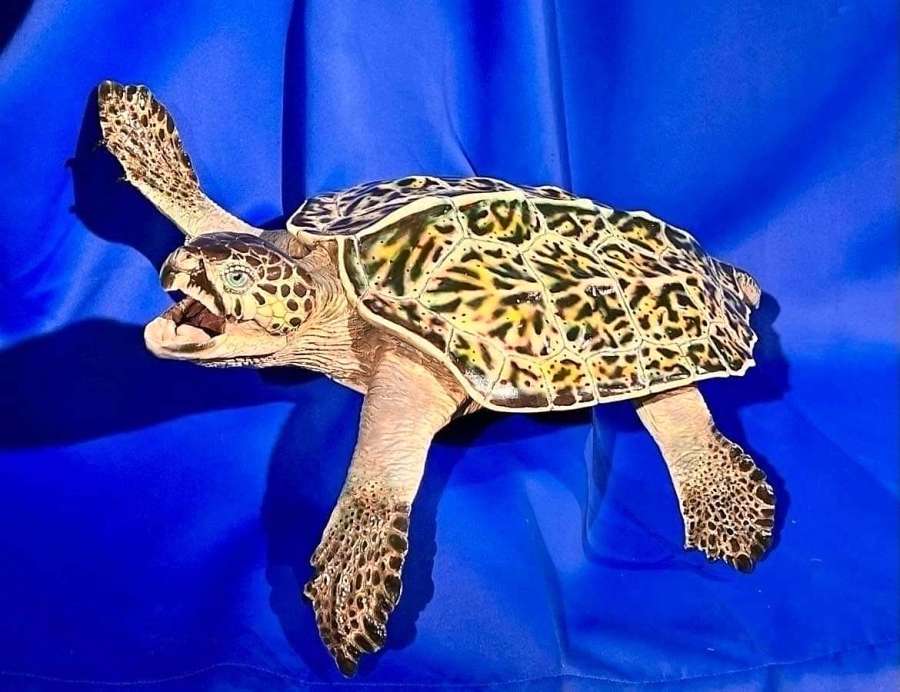 〈関連〉「サツマムカシウミガメ」の姿を推定復元したフィギュア（宇都宮聡さん提供）