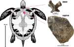 発見された化石と体の部位（中島保寿・東京都市大准教授提供）
