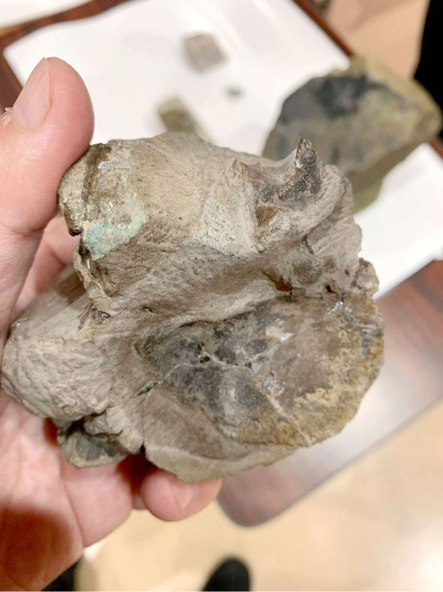 クリーニング途中のサツマムカシウミガメの甲羅の化石＝２０２３年９月、長島町役場