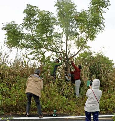 「センダンキササゲ」の伐採作業＝２０２３年１１月、鹿児島県龍郷町