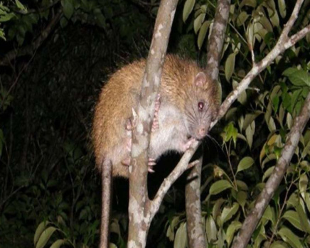 木に登るケナガネズミの成獣（環境省徳之島管理官事務所提供）