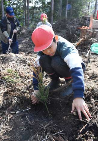 学有林にスギ苗を植える木原小児童＝霧島市国分郡田