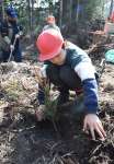 学有林にスギ苗を植える木原小児童＝霧島市国分郡田