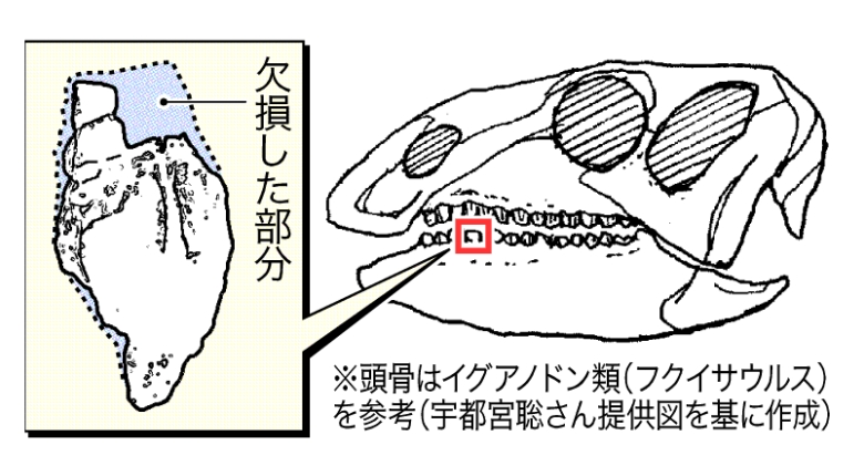 イグアノドン類の歯（図解）