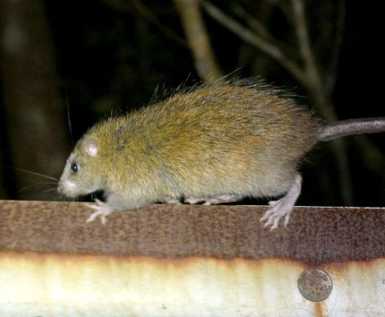道路近くに現れるケナガネズミ＝奄美市住用