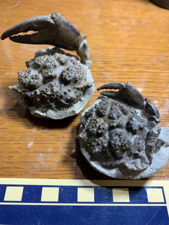 タガネでクリーニングした、約１５００万年前のカニの化石（三重県産）