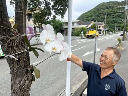 〈関連〉街路樹に着生させたコチョウランの手入れをする重田茂之さん＝奄美市名瀬大熊町