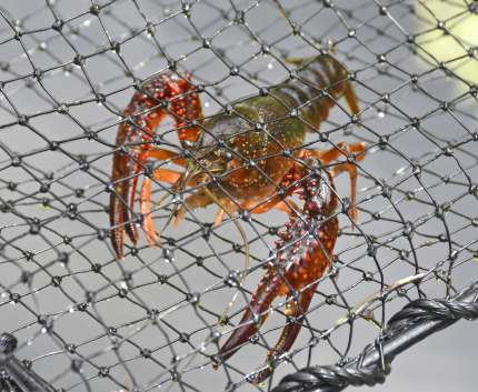 カニかごで捕獲されたアメリカザリガニ＝志布志市有明町蓬原