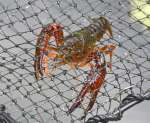 カニかごで捕獲されたアメリカザリガニ＝志布志市有明町蓬原