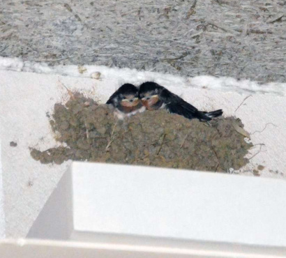 親鳥を待つひな＝１１日、鹿児島市平之町のじてんしゃのトミハラ本店