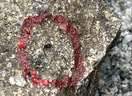 第２ボーンベッドから発見されたワニの歯と思われる化石（赤丸部分）（宇都宮聡さん提供）