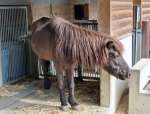 老衰で死んだトカラウマのコタロウ