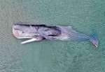 黒之瀬戸大橋近くの入江に入り込み、死んだクジラ＝長島町山門野火ノ浦の海岸（長島町提供）