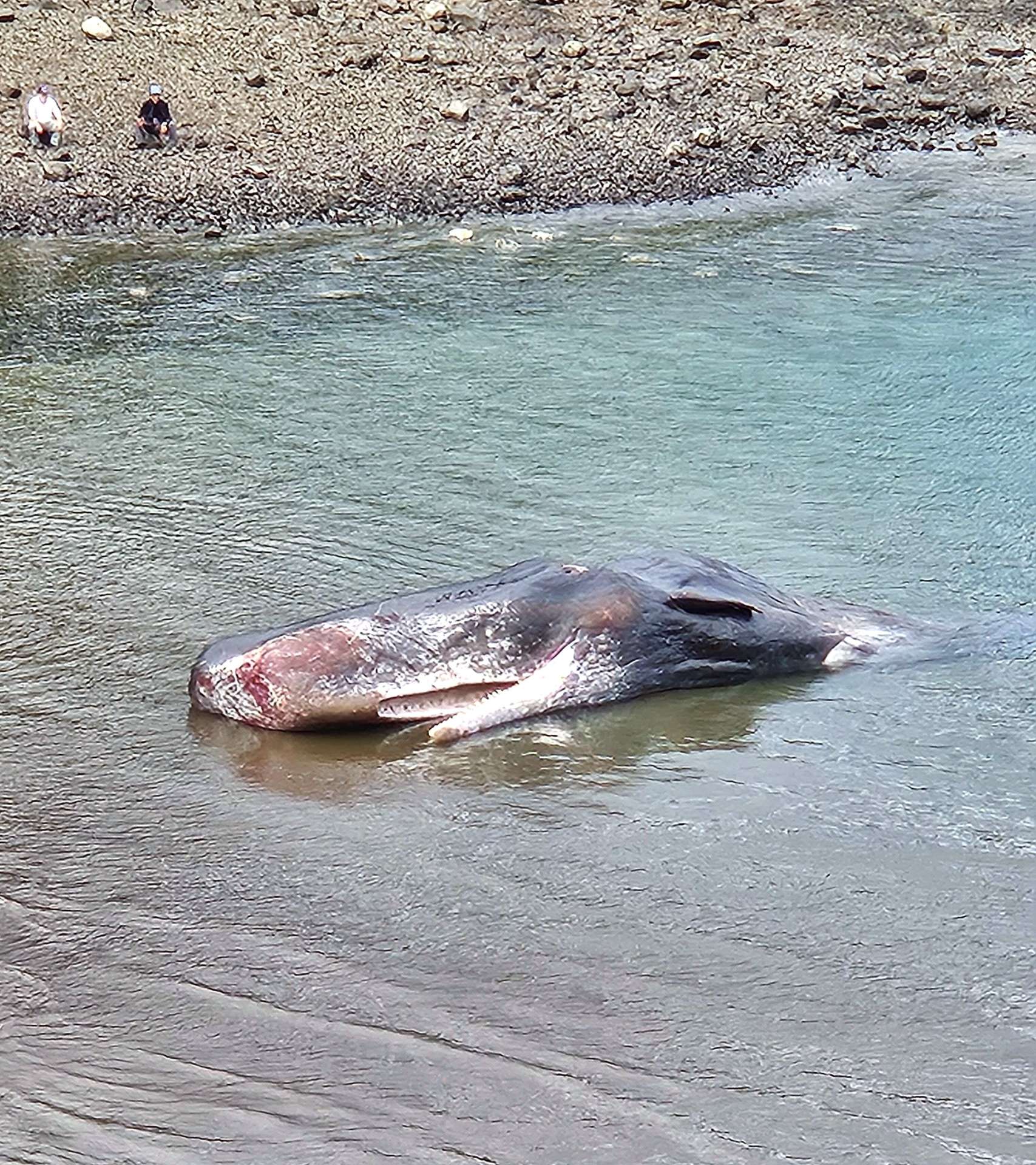 浅瀬で死んだマッコウクジラ＝２６日午後６時１５分ごろ、長島町山門野火ノ浦の海岸