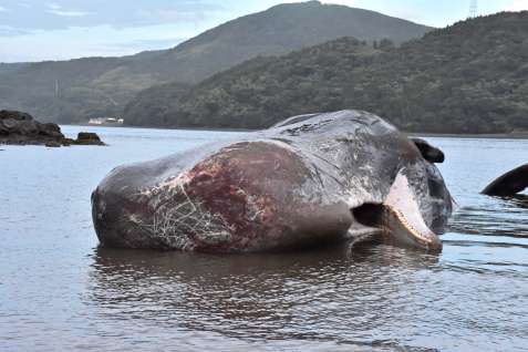 黒之瀬戸大橋近くの入江に入り込み死んだクジラ＝２６日午後６時半、長島町山門野火ノ浦地区の海岸