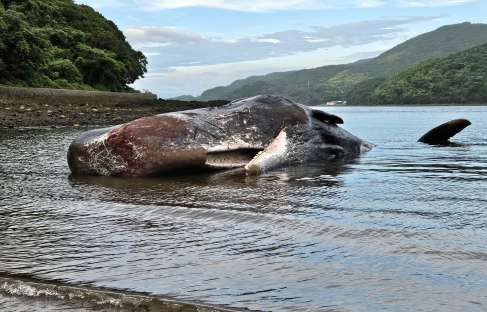 浅瀬で死んだマッコウクジラ＝２６日午後６時半ごろ、長島町山門野火ノ浦の海岸