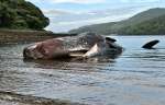 浅瀬で死んだマッコウクジラ＝２６日午後６時半ごろ、長島町山門野火ノ浦の海岸