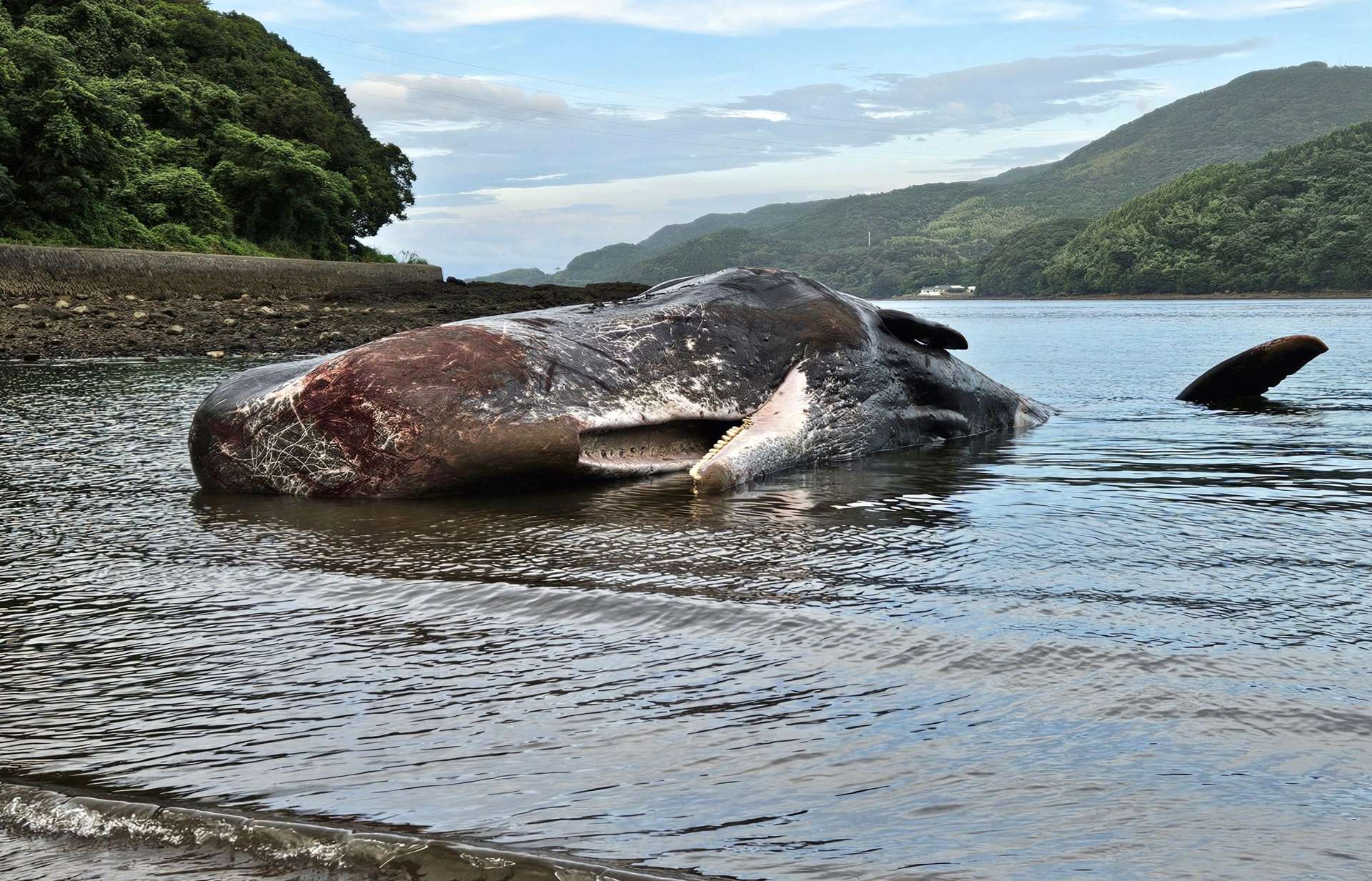 浅瀬で死んだマッコウクジラ＝２６日午後６時半ごろ、長島町山門野火ノ浦の海岸
