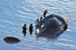 クジラの死体を調査する研究者ら＝２７日、長島町山門野