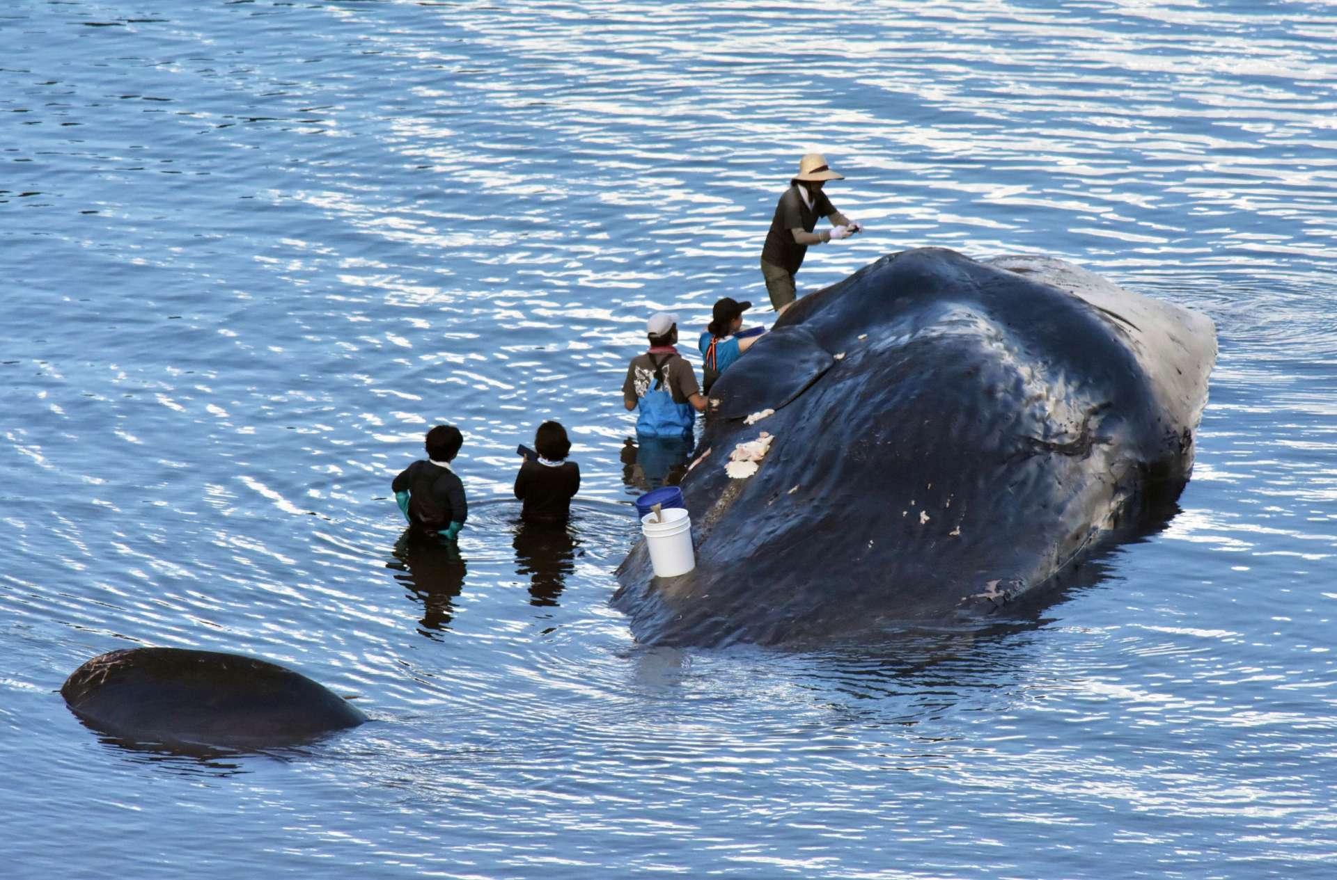 クジラの死体を調査する研究者ら＝２７日、長島町山門野