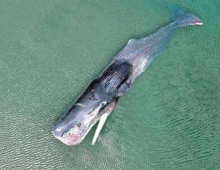 〈関連〉黒之瀬戸大橋近くの入江に入り込み、死んだクジラ＝長島町山門野火ノ浦の海岸（長島町提供、ドローン撮影）