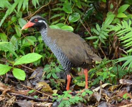 マングースの捕食被害に遭っている沖縄固有種のヤンバルクイナ＝８月、沖縄県国頭村