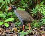 マングースの捕食被害に遭っている沖縄固有種のヤンバルクイナ＝８月、沖縄県国頭村