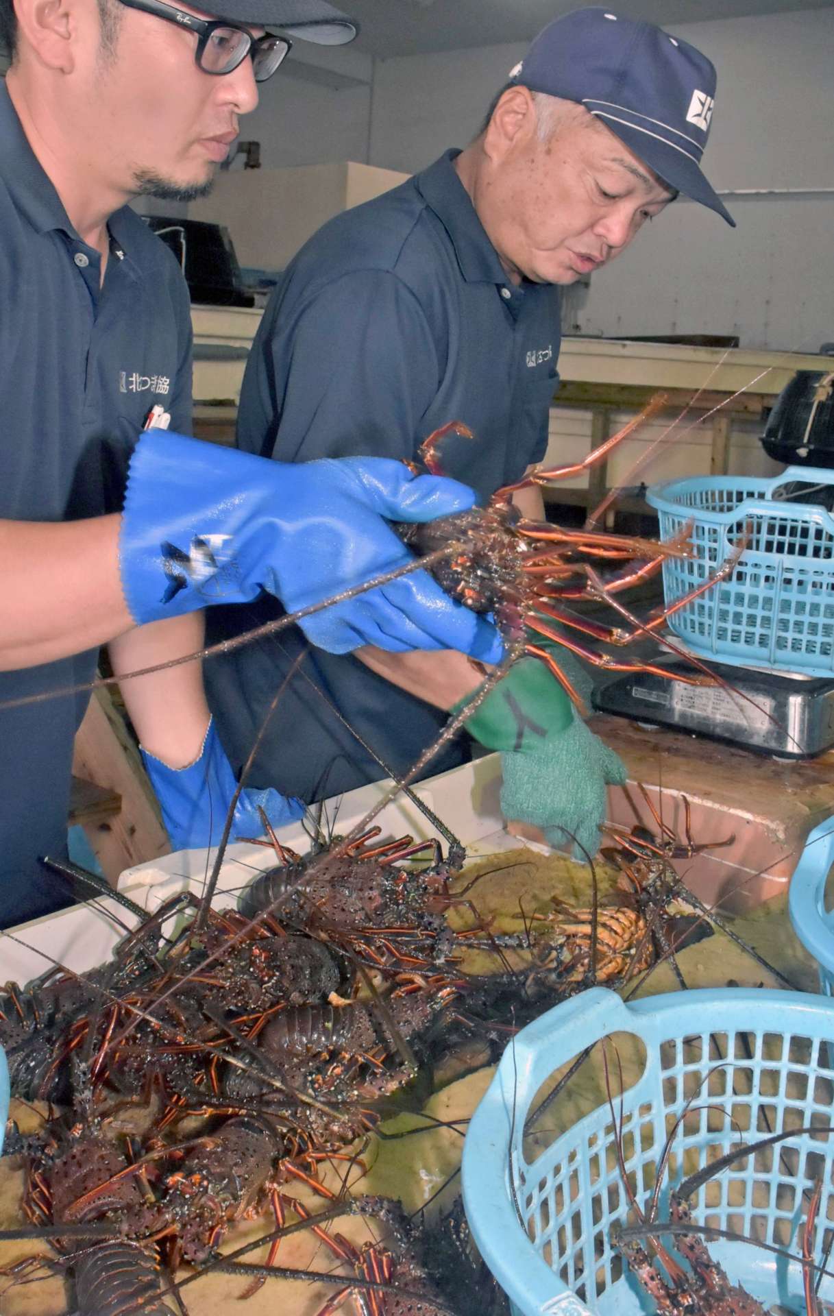 運び込まれた伊勢エビを仕分けする北さつま漁協職員＝４日、阿久根市晴海町