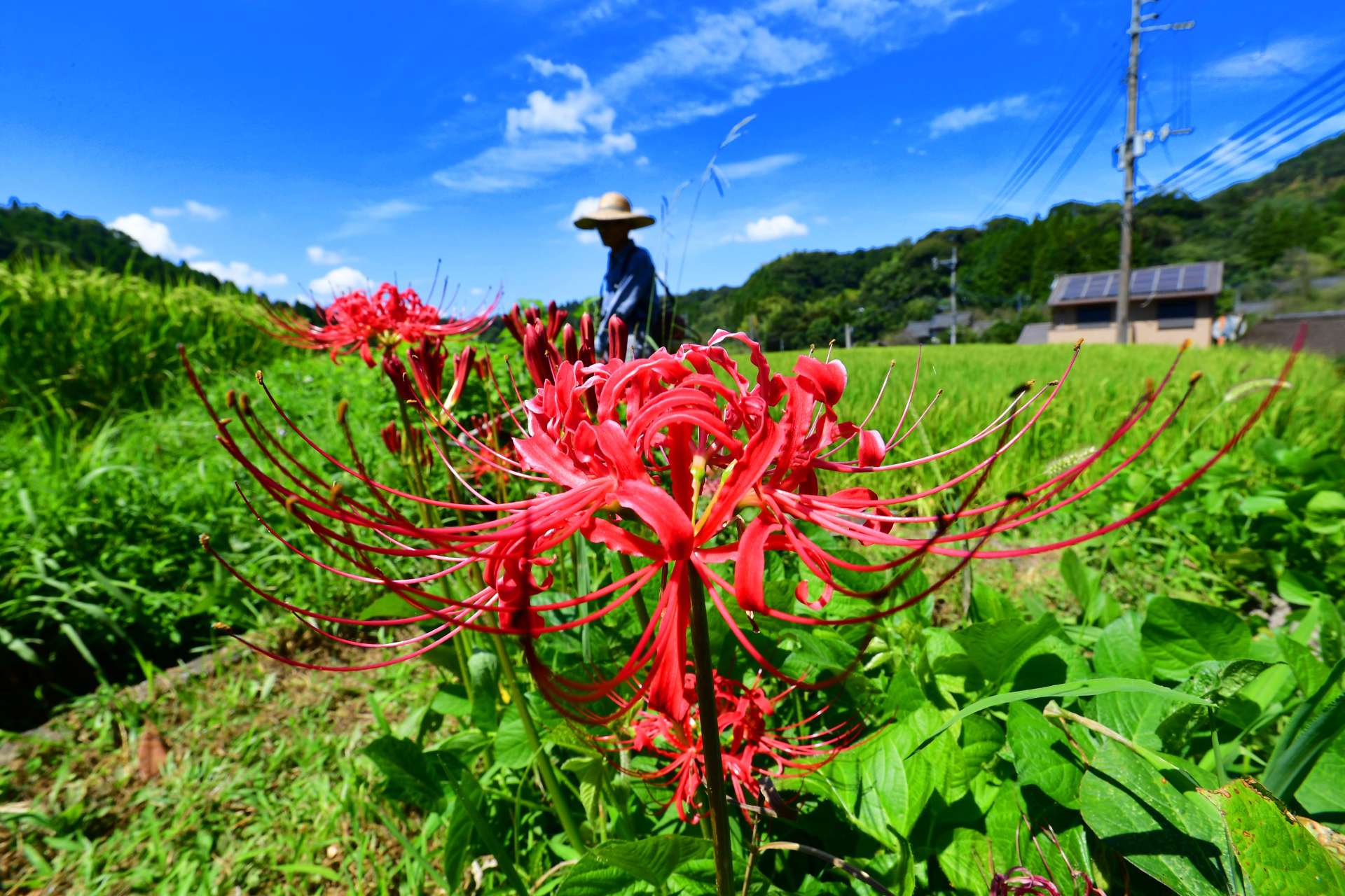 青空の下、田んぼのあぜを鮮やかに彩るヒガンバナ＝６日午前、鹿児島市宮之浦町