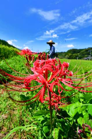 〈別カット〉青空の下、田んぼのあぜを鮮やかに彩るヒガンバナ＝６日午前、鹿児島市宮之浦町