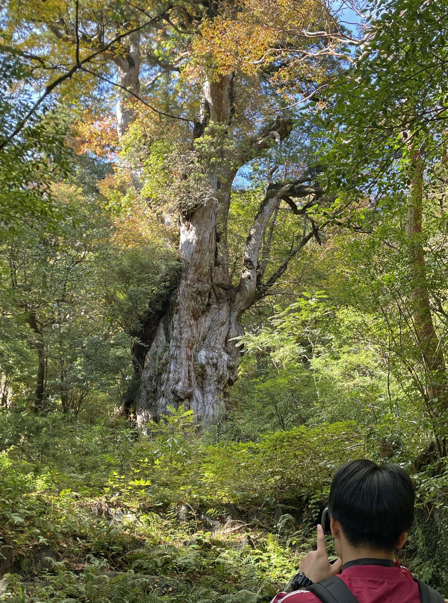 屋久島観光で人気の高い縄文杉＝２０２３年１０月３１日、屋久島町