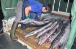 漁船から次々と水揚げされるバショウカジキ＝６日、日置市東市来の江口漁港