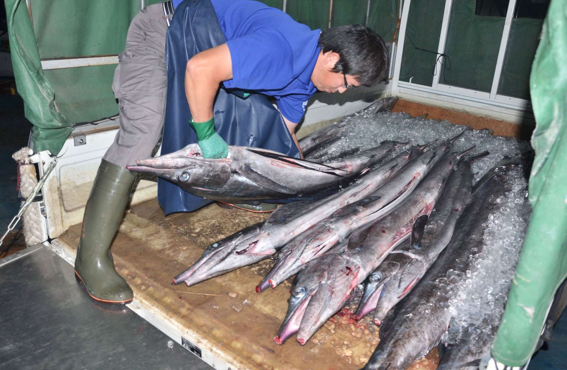 漁船から次々と水揚げされるバショウカジキ＝６日、日置市東市来の江口漁港