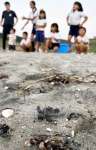 海に向かう子ガメを見送る児童ら＝中種子町納官の長浜海岸