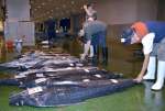 秋太郎を品定めする仲卸業者＝１３日、鹿児島市中央卸売市場魚類市場
