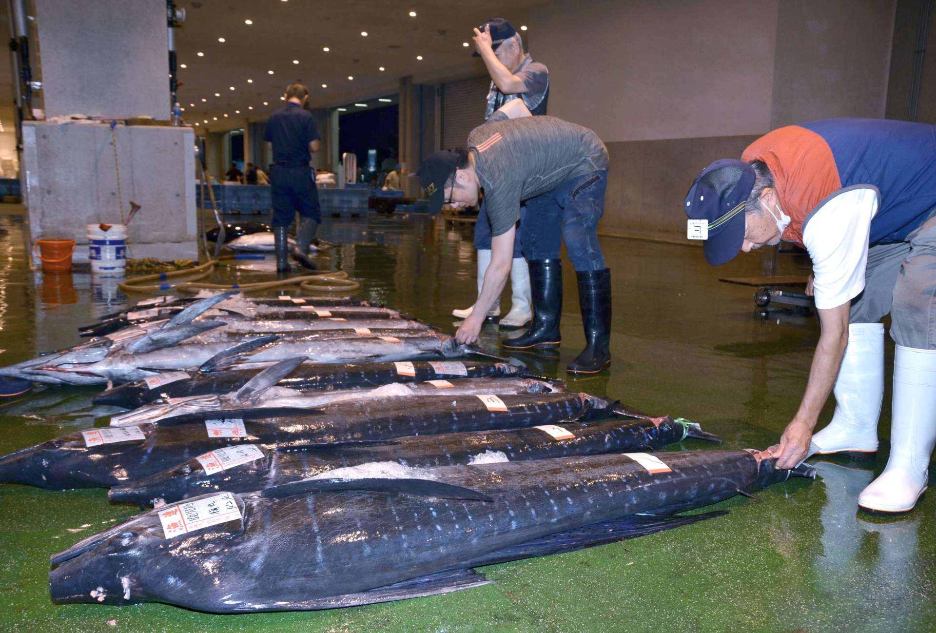 秋太郎を品定めする仲卸業者＝１３日、鹿児島市中央卸売市場魚類市場