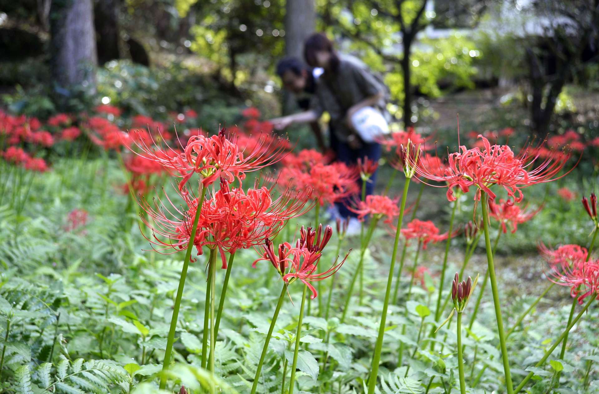 見頃を迎えるヒガンバナ＝１３日、鹿児島市下福元町の児玉美術館