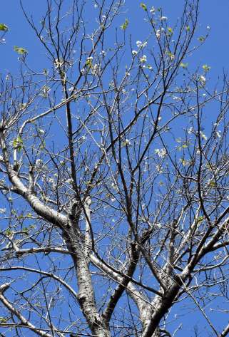 〈関連＝木全体を見る〉季節外れの花を咲かせている波野中学校の桜＝１７日、肝付町波見季節外れの花を咲かせている波野中学校の桜＝１７日、肝付町波見