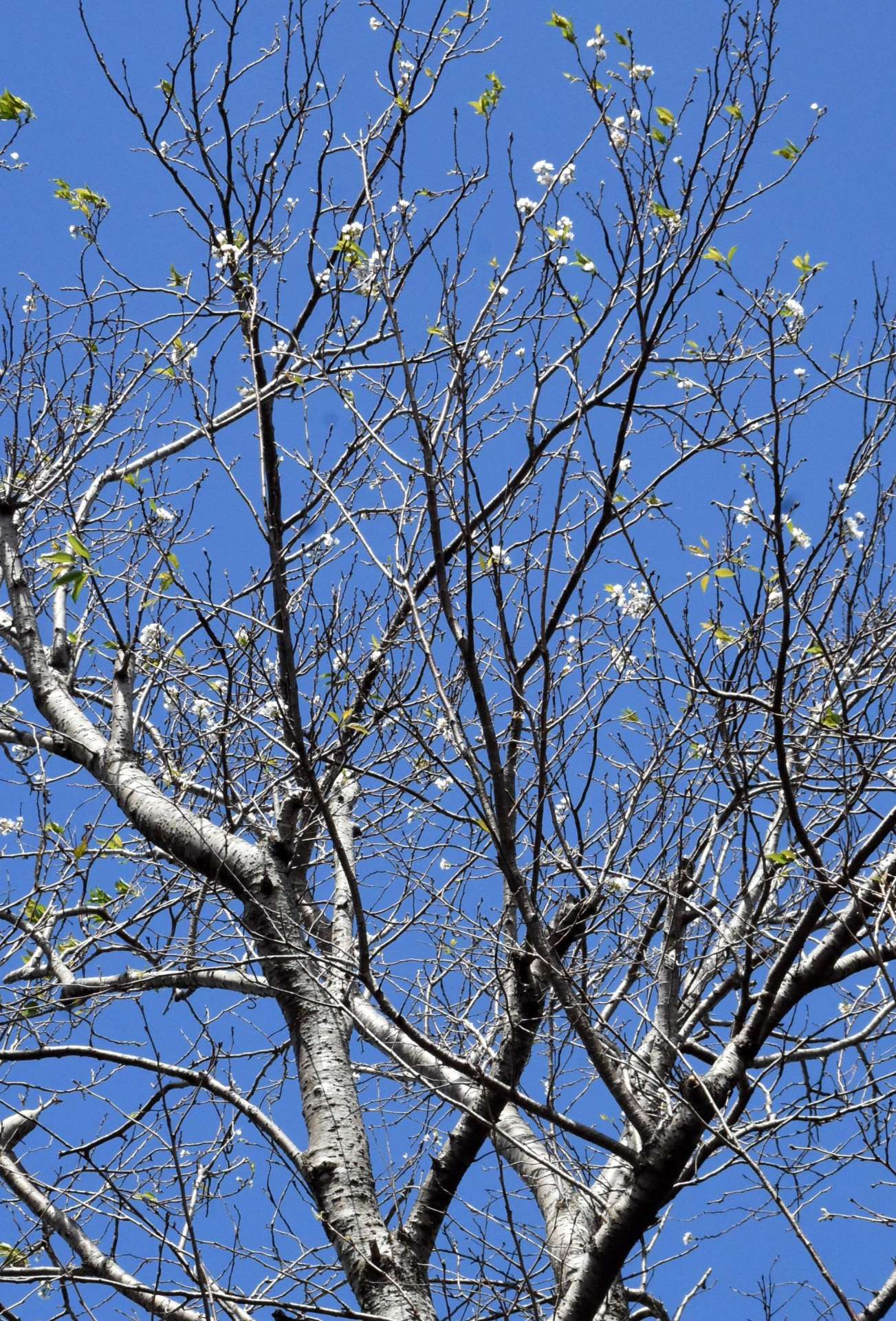 〈関連＝木全体を見る〉季節外れの花を咲かせている波野中学校の桜＝１７日、肝付町波見季節外れの花を咲かせている波野中学校の桜＝１７日、肝付町波見