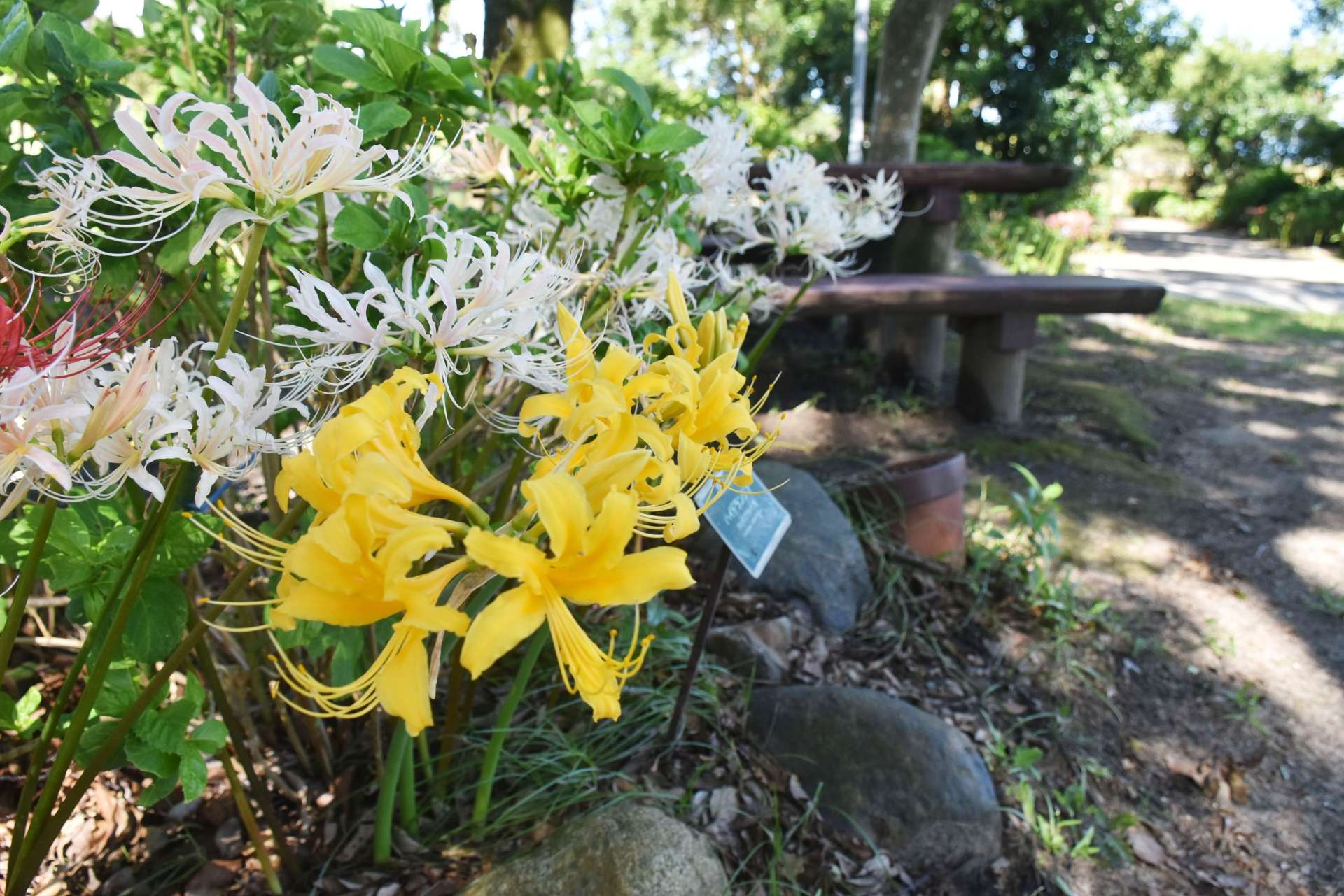 見頃を迎えたヒガンバナ＝１３日、鹿屋市のかのやばら園