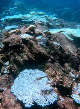 〈別カット〉種子島沿岸部で広がっているサンゴの白化現象＝１８日、西之表市国上沖